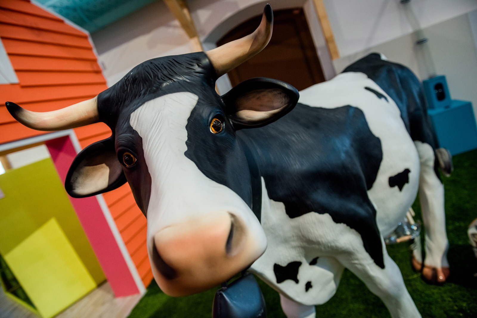 La mucca da mungere
